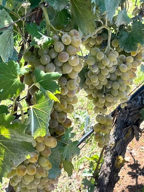 Shuttle & Wine Experience at Lyrarakis Winery - Practical Tips for Travelers