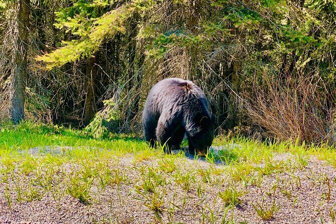ShuttleBus 2way Banff to Lake Louise (1Hr) and Moraine Lake (1Hr) - FAQ