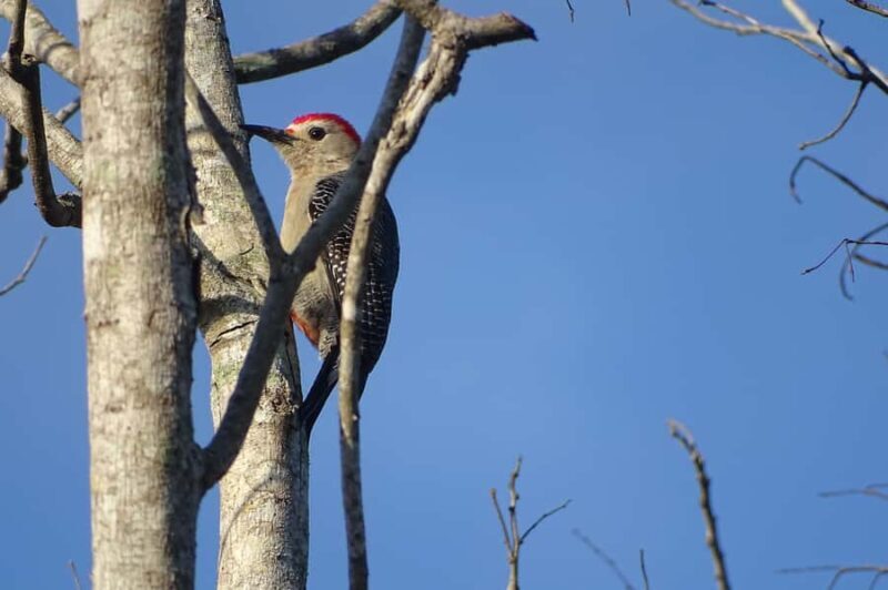 Sian Ka'an: Bird Watching & Mayan Herbal Medicine - Who Will Love This Tour?