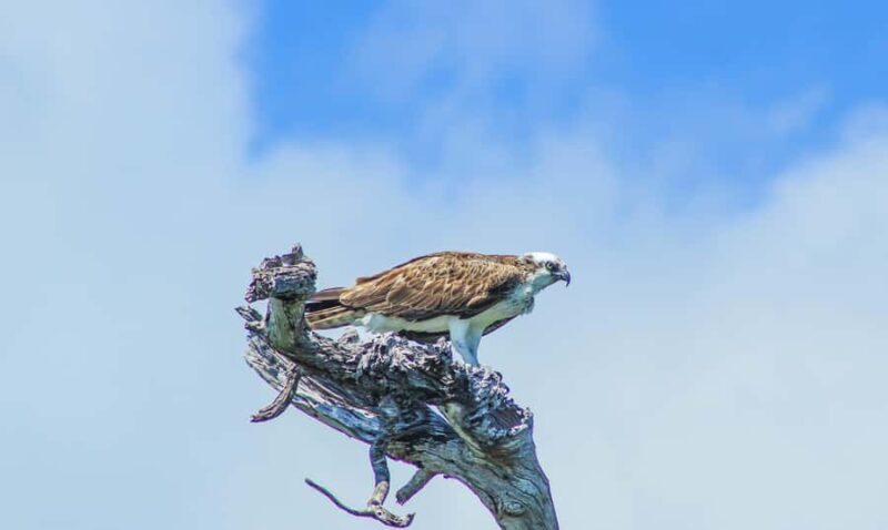 Sian Ka'an Reserve: Safari and Snorkeling Tour. - Real Traveler Perspectives