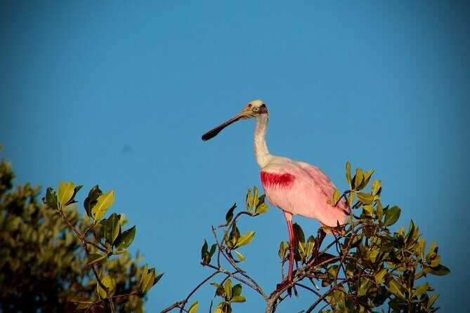Sian Kaan Sunset Private boat. - An In-Depth Look at the Sian Kaan Sunset Private Boat Tour