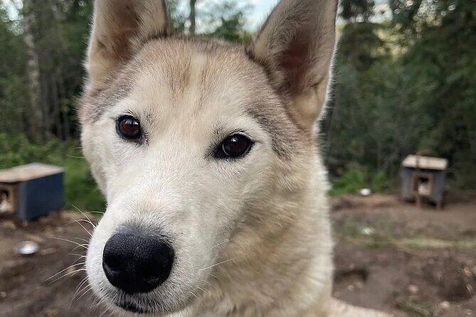 Siberian Husky Kennel Tour in Fairbanks Alaska - An In-Depth Look at the Fairbanks Siberian Husky Kennel Tour
