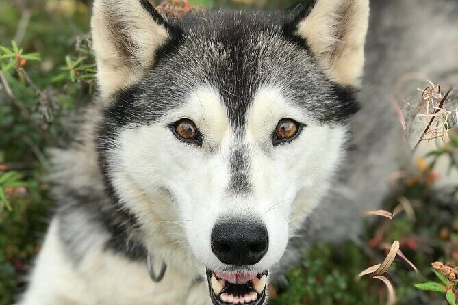 Siberian Husky Kennel Tour in Fairbanks Alaska - Final Thoughts