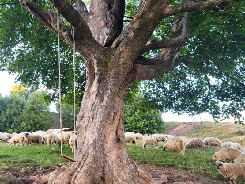 Sibiu: Cindrel Mountains Hike with Traditional Brunch - Why This Tour Offers Good Value