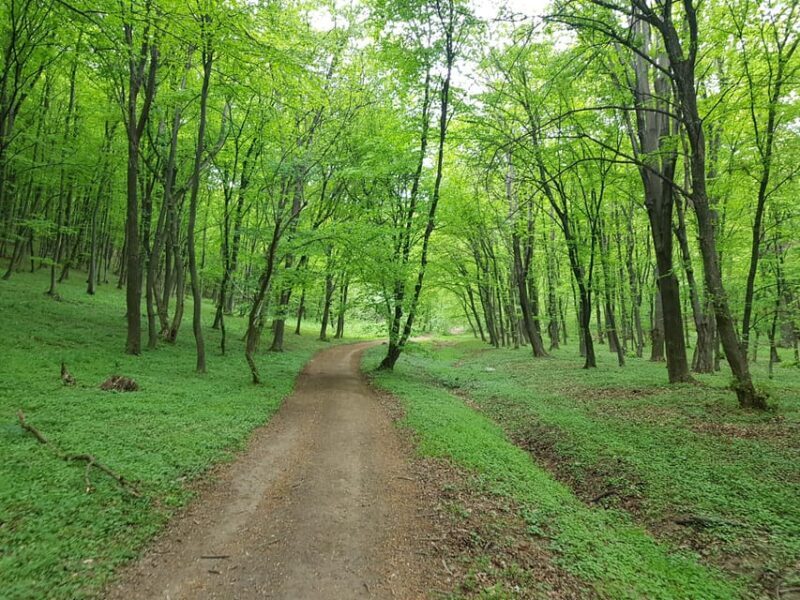 Sibiu panorama by evening, tour of Gusterita Hill - The Sum Up