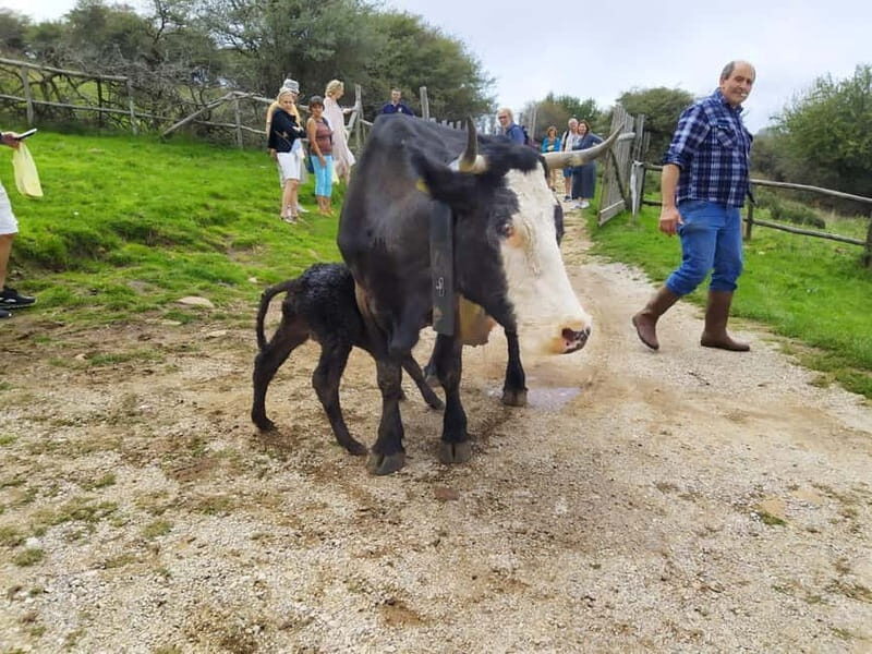 SICILIAN VILLAGES & RICOTTA PARTY departure from Cefalù area - The Sum Up: The Value of Authentic Sicily