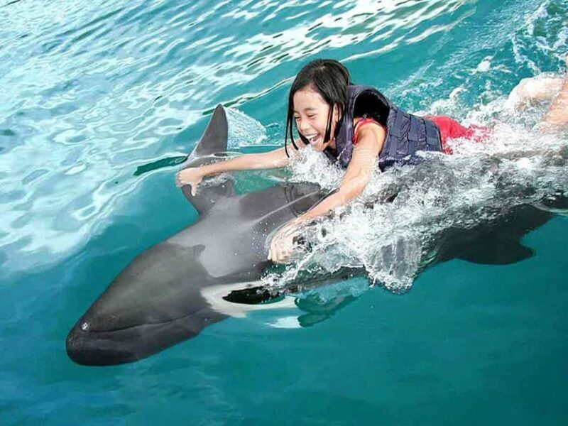 Side/Alanya: Swimming with Dolphins and Dolphin Show - Is It Worth It?