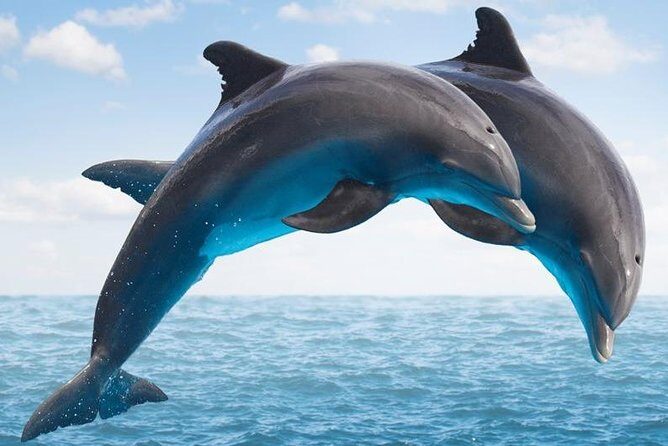 "Side: Boat Adventure to Dolphin Island Swim and Enjoy Lunch" - Key Points