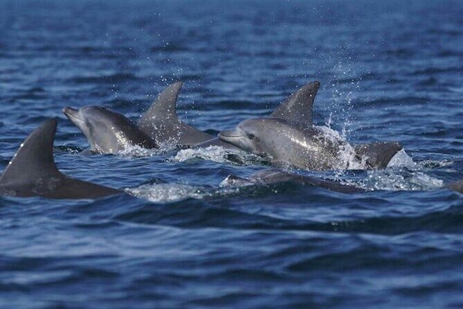 Side: Dolphin Island Boat Tour with Foam Party and Lunch - The Sum Up