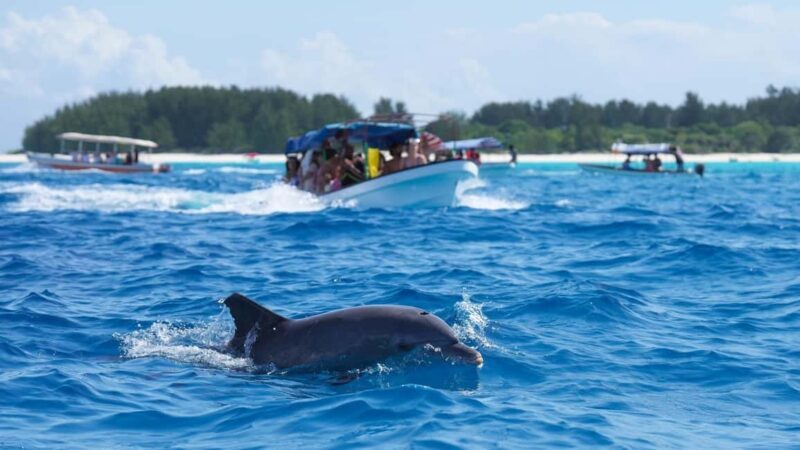 Side Dolphin Island Boat Trip with Lunch & Swim Stops - What Reviewers Say