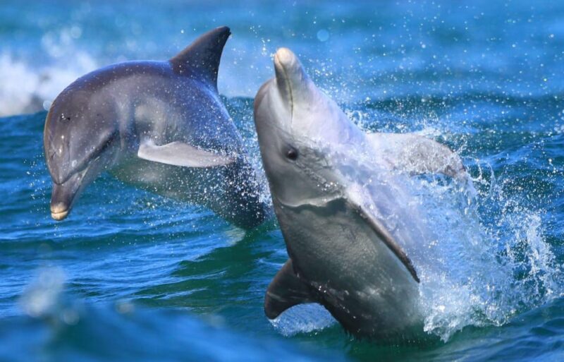 Side: Dolphin Island Boat Trip with Lunch & Unlimited Drinks - FAQ