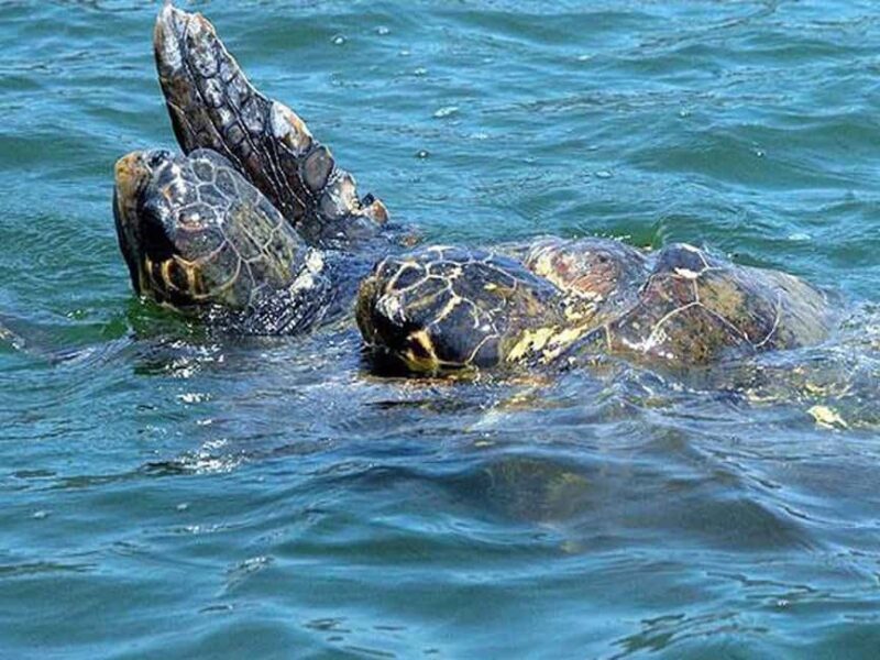 Side: Manavgat Boat, Bazaar, & Waterfall Day Trip with Lunch - A Complete Look at the Tour Experience