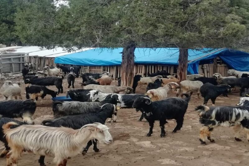 Side: Mix Tour Cabrio Bus, Boat Tour, with Lunch - Frequently Asked Questions