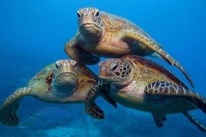 "Side: Scuba Diving in the Fascinating Underwater Museum" - Key Points