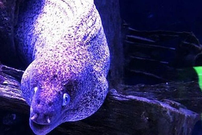 "Side: Scuba Diving in the Fascinating Underwater Museum" - Exploring the Underwater Museum: What to Expect From the Tour