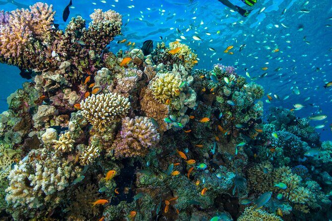 "Side: Scuba Diving in the Fascinating Underwater Museum" - Authentic Insights From Past Participants