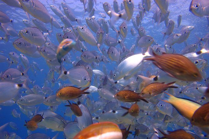Side: Scuba Diving Under Water Museum - The Sum Up
