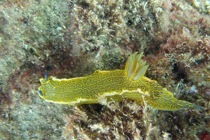 Side: Scuba Diving Under Water Museum - FAQ