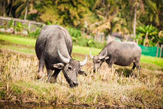 Siem Reap Countryside Guided Tour by Bike and E-Bike with Snacks - An In-Depth Look at the Experience