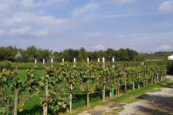 Siena and San Gimignano from Rome: Tuscany Wine Tour, Small Group - Authentic Experiences & Highlights