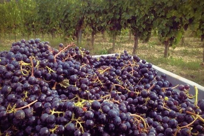 Siena & Tuscany - Chianti’s Vineyards and Scenic Vistas