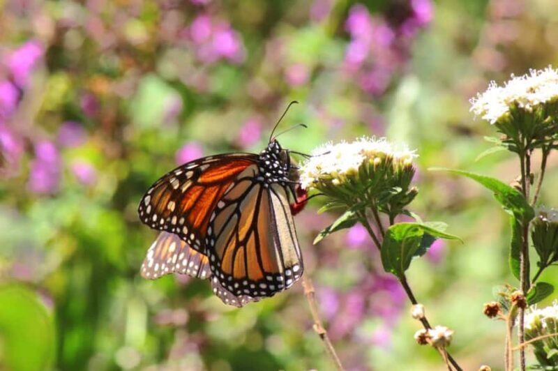 Sierra Chincua and Tlalpujahua: Monarch Butterflies and a Magical Town - Key Points