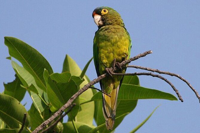 SIerra Madre Highland bird and Tuito - A Well-Organized Day for Bird Lovers