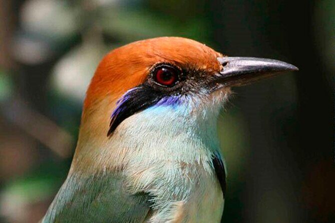 SIerra Madre Highland bird and Tuito - Deep Dive into the Experience