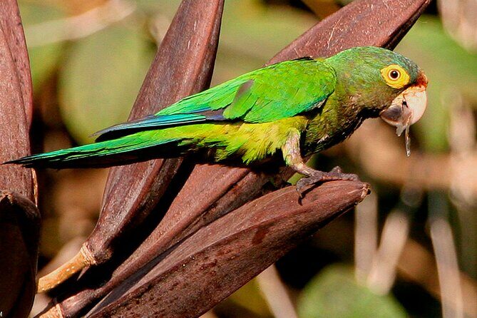 SIerra Madre Highland bird and Tuito - Final Thoughts