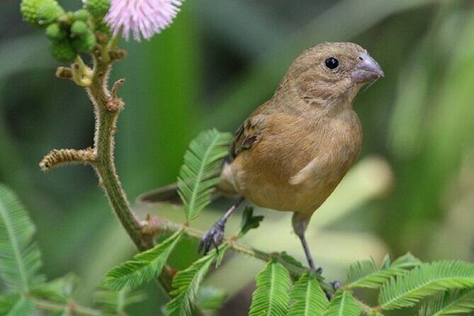 SIerra Madre Highland bird and Tuito - FAQs