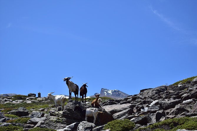 Sierra Nevada Tour (Granada) - The Detailed Experience: From Departure to Return