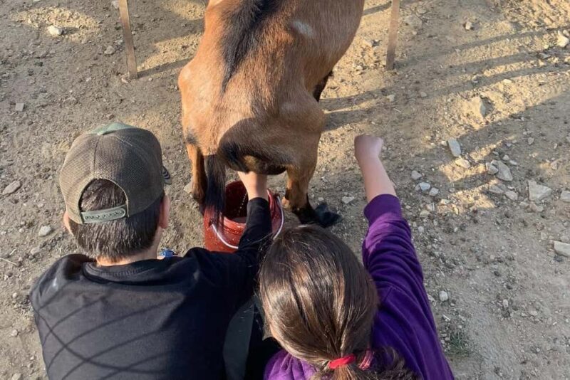 Sifnos: Goat Milking, Cheese-Making & Traditional Dinner - Key Points