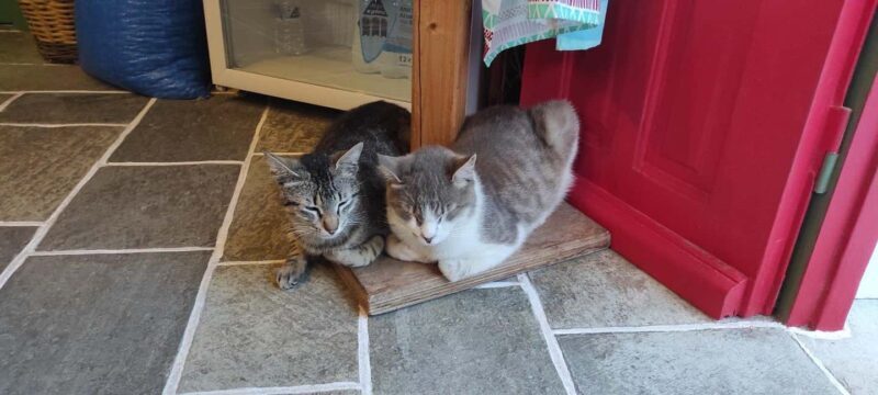 Sifnos: Goat Milking, Cheese-Making & Traditional Dinner - A Detailed Look at the Experience