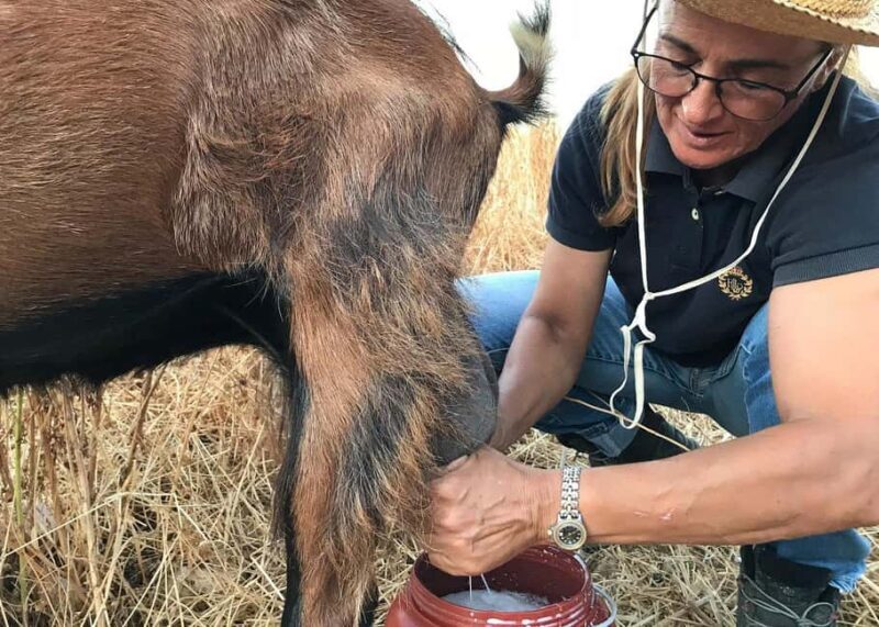 Sifnos: Goat Milking, Cheese-Making & Traditional Dinner - The Sum Up