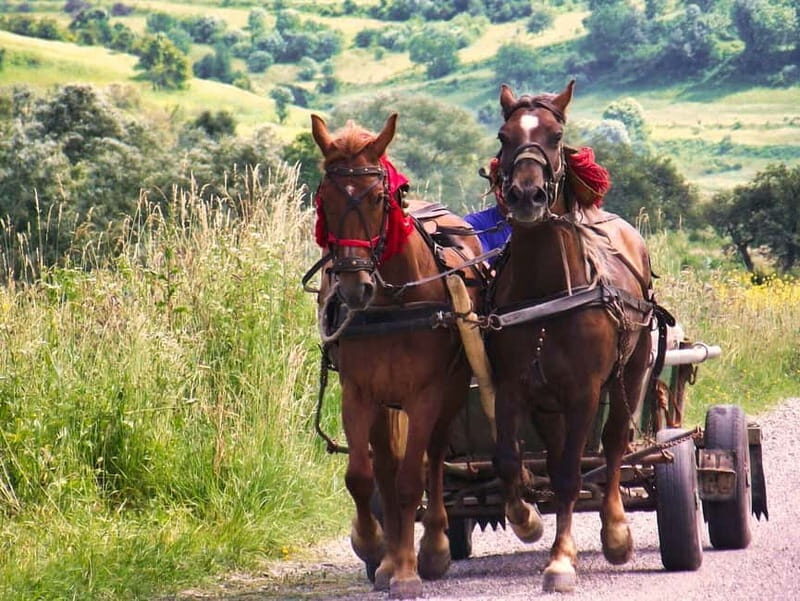 Sighisoara & wine tasting (from Cluj) - Sighisoara & Wine Tasting (from Cluj): An Authentic Transylvanian Day Trip