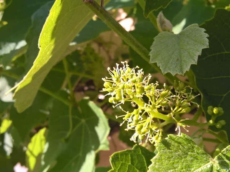 Sighisoara & wine tasting (from Cluj) - Practical Details and What to Expect