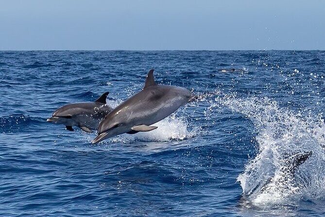 Sighting DE Marine Mammals and Snorkeling - Exploring the Marine Wonders of Huatulco