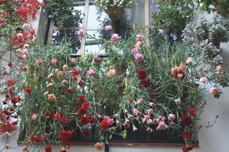 Sights, Sounds, and Scents of Córdoba's Patios - Why It Works Well