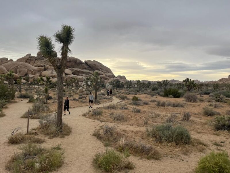 Sightseeing Adventure Tour of Joshua Tree Park (Max 10) - A Closer Look at What This Tour Offers