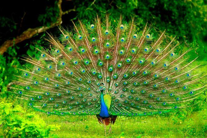 Sigiriya and Dambulla Day Trip from Kandy - FAQs