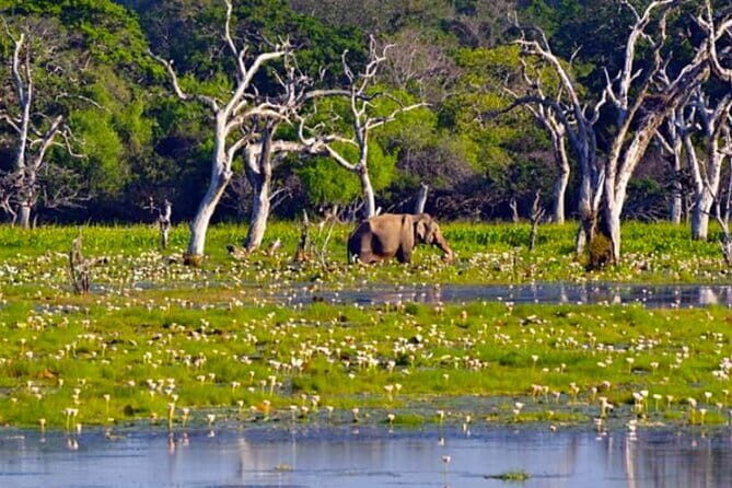 Sigiriya, Dambulla and Habarana Safari , Budget Tour from Colombo - Transportation and Logistics