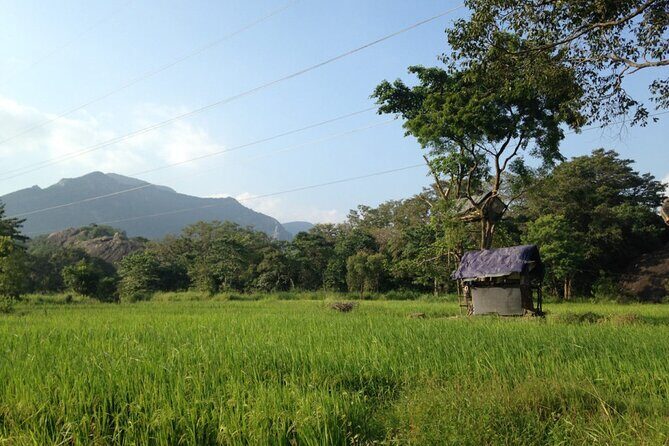 Sigiriya & Hiriwaduna Village Tour From Sigiriya - Summary: Who Will Love This Experience?