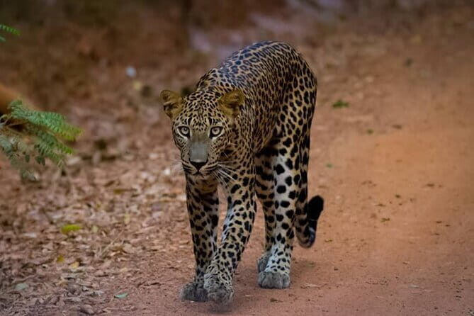 Sigiriya Lion Rock & Dambulla Cave Temple Day Tour From Colombo - Spice Garden: Aromatic Adventures