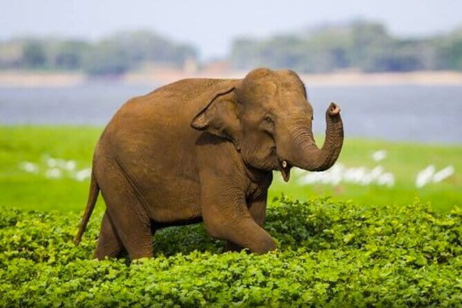 Sigiriya Lion Rock & Dambulla Cave Temple Day Tour From Colombo - FAQ