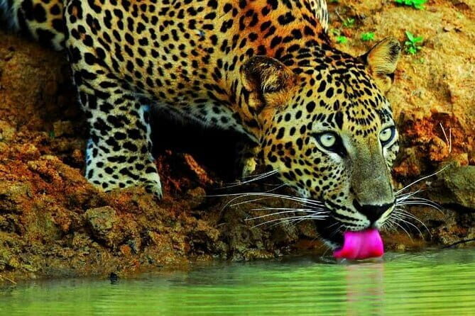 Sigiriya & Minneriya Safari Tour from Habarana - What’s Missing?