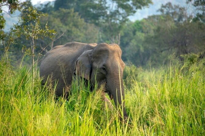 Sigiriya & Minneriya Safari Tour from Wadduwa - Practical Aspects of the Tour