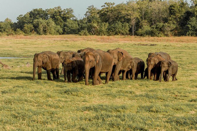 Sigiriya Rock and Wild Elephant Safari from Kandy - A Cultural Village Lunch