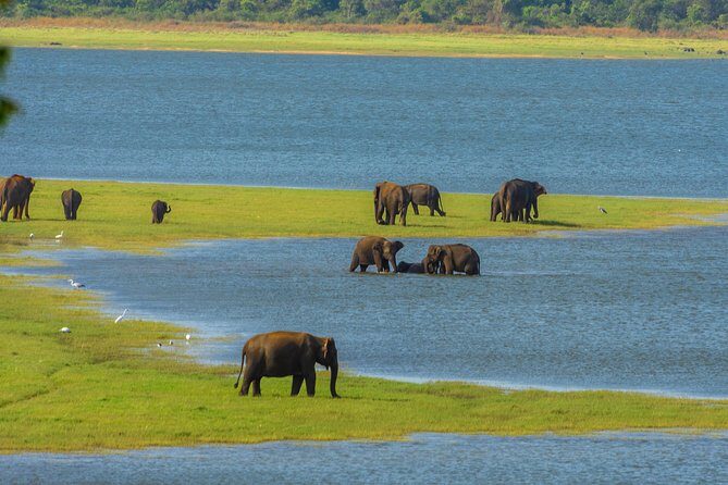 Sigiriya Rock and Wild Elephant Safari from Negombo - Key Points