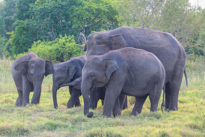 Sigiriya Rock and Wild Elephant Safari from Polonnaruwa - The Cost and Its Value