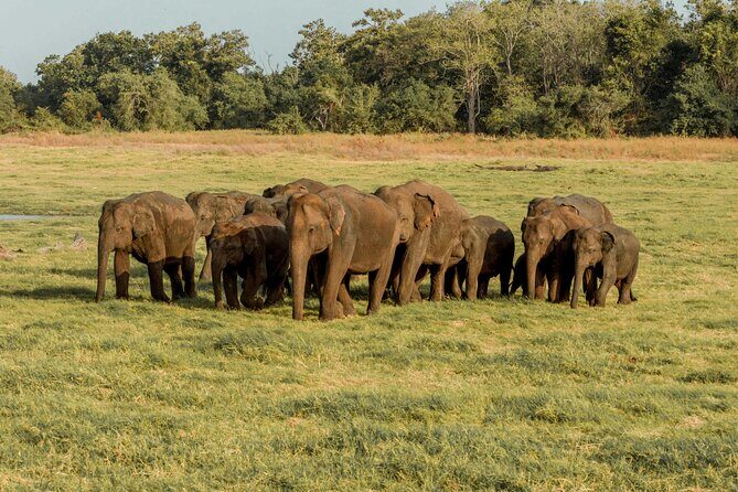 Sigiriya Rock and Wild Elephant Safari from Polonnaruwa - The Sum Up